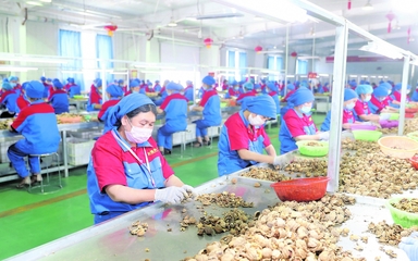 龍頭企業 引領現代農業發展的“領跑者”——以資金、技術、設備與理念驅動產業升級